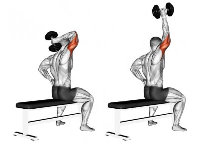 ناحیه فشار عضله در حرکت پشت بازو دمبل تک دست پشت سر نشسته