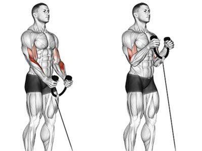 تصویر عضلات درگیر در حرکت جلو بازو طناب