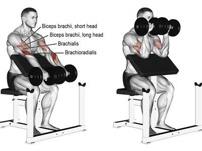 عضلات درگیر حرکت جلو بازو لاری دمبل