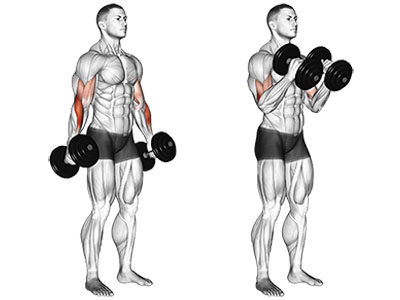 تصویر عضلات درگیر حرکت جلو بازو دمبل چکشی ایستاده