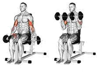 عضلات درگیر در حرکت جلو بازو دمبل نشسته