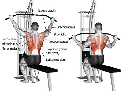 عکس عضلات درگیر در حرکت زیر بغل سیم کش از جلو تناوبی