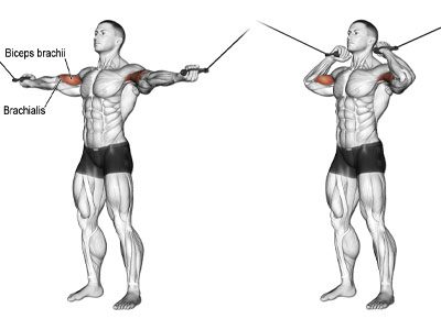 عکس عضلات درگیر در حرکت جلو بازو سیم کش فیگوری