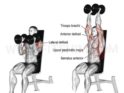 عکس عضلات درگیر در حرکت پرس سرشانه دمبل موازی نشسته