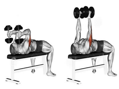 عکس عضلات درگیر حرکت پشت بازو دمبل خوابیده چرخشی