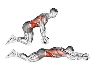 عکس عضلات درگیر در حرکت رول شکم روی زانو
