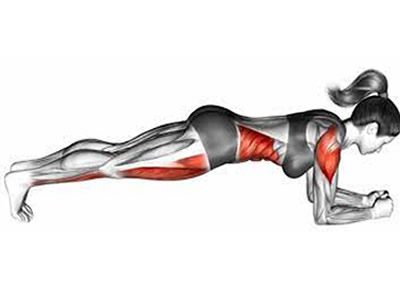 عکس عضلات درگیر در حرکت پلانک