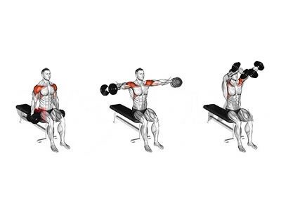 عکس عضلات درگیر در حرکت نشر جانب دمبل دورانی نشسته