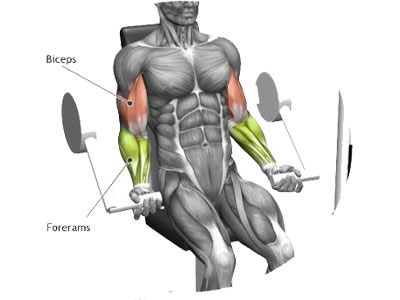 عکس عضلات درگیر در حرکت جلو بازو دستگاه
