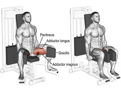 عکس عضلات درگیر در حرکت داخل پا دستگاه