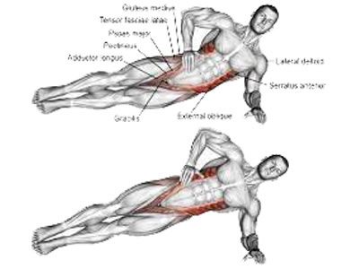 عکس عضلات درگیر در حرکت پلانک پهلو
