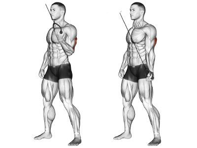 عکس عضلات درگیر در حرکت پشت بازو سیم کش تک دست