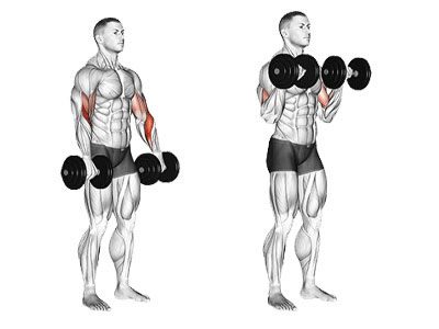عکس عضلات درگیر در حرکت جلو بازو دمبل تک دست برعکس