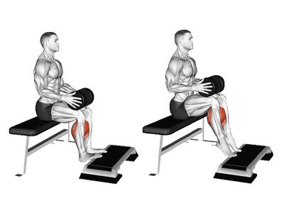 عکس عضلات درگیر در حرکت ساق پا دمبل نشسته
