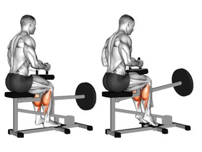 عکس عضلات درگیر در حرکت ساق پا دستگاه نشسته