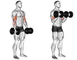 عکس عضلات درگیر در حرکت جلو بازو تک دمبل عمودی جفت دست نشسته