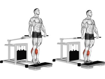 عکس عضلات درگیر در حرکت ساق پا دستگاه ایستاده