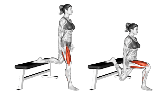 عکس عضلات درگیر در حرکت اسکوات بلغاری وزن بدن
