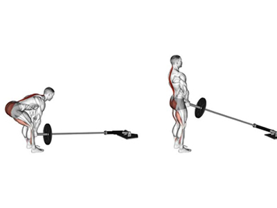 عکس عضلات درگیر در حرکت ددلیفت رومانیایی لندماین
