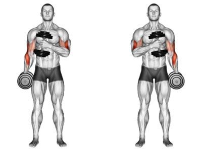 عکس عضلات درگیر در حرکت جلو بازو دمبل چکشی تناوبی رو به داخل