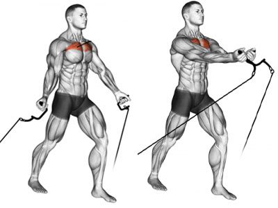 عکس عضلات درگیر در حرکت کراس دمبل تناوبی