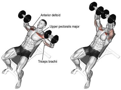 عکس عضلات درگیر در حرکت پرس بالا سینه دمبل چسبیده موازی