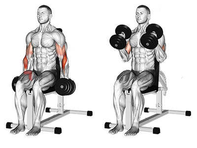 عکس عضلات درگیر در حرکت جلو بازو دمبل تناوبی نشسته چرخشی