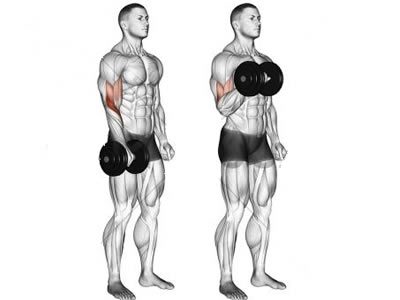 عکس عضلات درگیر در حرکت جلو بازو دمبل تک دست نشسته