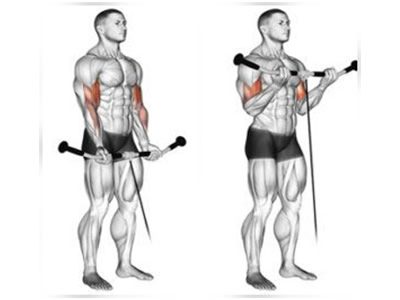 عکس عضلات درگیر در حرکت جلو بازو طناب نشسته آرنج روی زانو