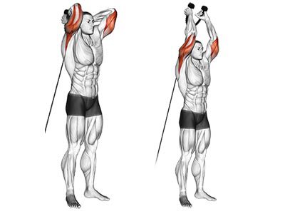 عکس عضلات درگیر در حرکت پشت بازو طناب پشت سر خم