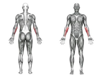 عکس عضلات درگیر در حرکت جلو بازو دمبل دست برعکس رو به داخل تک دست
