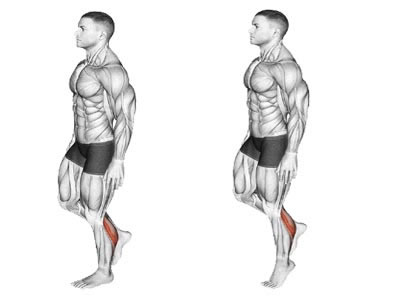 عکس عضلات درگیر در حرکت ساق پا دمبل تناوبی ایستاده